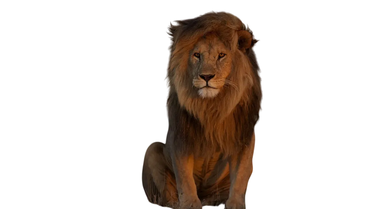 Ver dibujos de Animales para colorear e imprimir gratis Icono de categoría de dibujos de Animales para colorear - Plantillas para imprimir gratis para niños